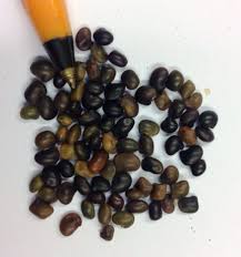 Attēlu rezultāti vaicājumam “Laburnum alpinum fruit”