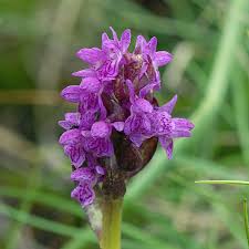 Attēlu rezultāti vaicājumam “Dactylorhiza cruenta flower”