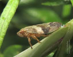 Attēlu rezultāti vaicājumam “Aphrophoridae imago”