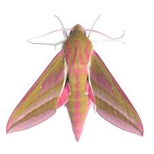 Attēlu rezultāti vaicājumam “Deilephila elpenor imago”