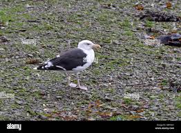 Attēlu rezultāti vaicājumam “Larus marinus adult”