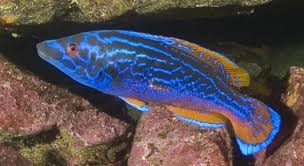 Image result for Labrus mixtus