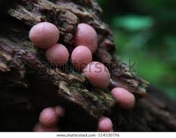 Attēlu rezultāti vaicājumam “Lycogala cf. oleocrystalliferum sessile”