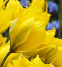 Attēlu rezultāti vaicājumam “Tulipa sylvestris fruit”