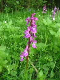 Attēlu rezultāti vaicājumam “Orchis mascula leaf”