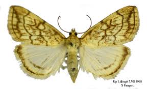 Attēlu rezultāti vaicājumam “Evergestis pallidata”