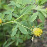 Attēlu rezultāti vaicājumam “Trifolium aureum flower”