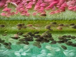 Attēlu rezultāti vaicājumam “Diderma tigrinum”