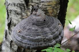 Attēlu rezultāti vaicājumam “Scardia boletella”