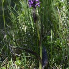 Attēlu rezultāti vaicājumam “Dactylorhiza cruenta”