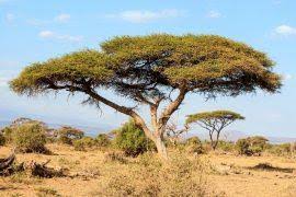Attēlu rezultāti vaicājumam “Phaeoceros laevis subsp. carolinianus”