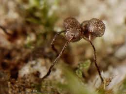 Attēlu rezultāti vaicājumam “Cribraria cancellata var. fusca”