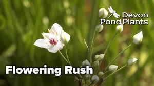 Attēlu rezultāti vaicājumam “Butomus umbellatus flower”