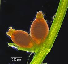 Attēlu rezultāti vaicājumam “Chara intermedia female”