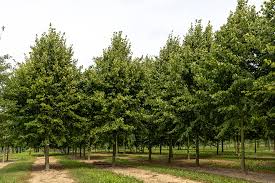 Attēlu rezultāti vaicājumam “Tilia platyphyllos Laciniata”