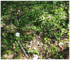 Attēlu rezultāti vaicājumam “Cephalanthera rubra bud”
