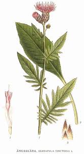 Attēlu rezultāti vaicājumam “Serratula tinctoria”