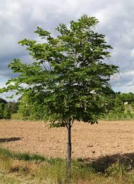 Attēlu rezultāti vaicājumam “Cladrastis kentukea leaf”