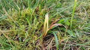 Attēlu rezultāti vaicājumam “Clavaria straminea”