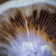 Attēlu rezultāti vaicājumam “Hemitrichia calyculata young”