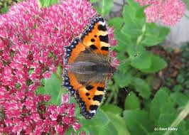 Image result for Small Tortoiseshell