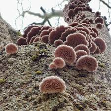 Attēlu rezultāti vaicājumam “Schizophyllum commune”
