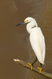 Image result for Egretta thula
