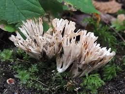 Attēlu rezultāti vaicājumam “Tremellodendropsis tuberosa”