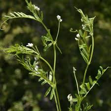 Attēlu rezultāti vaicājumam “Vicia hirsuta fruit”