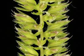 Attēlu rezultāti vaicājumam “Cynosurus cristatus fruit”