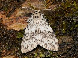 Attēlu rezultāti vaicājumam “Lymantria monacha pupa”