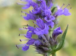 Image result for Hyssopus officinalis