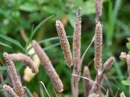 Attēlu rezultāti vaicājumam “Alopecurus aequalis flower”