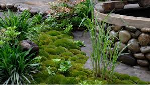 Attēlu rezultāti vaicājumam “Pleurocarpous mosses”