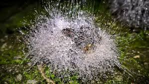 Attēlu rezultāti vaicājumam “Spinellus fusiger”