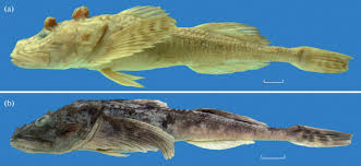 Image result for Myoxocephalus quadricornis