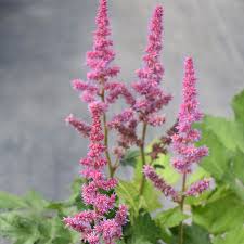 Attēlu rezultāti vaicājumam “Astilbe chinensis”