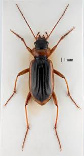 Attēlu rezultāti vaicājumam “Nebria livida”