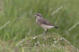 Attēlu rezultāti vaicājumam “Oenanthe oenanthe juvenile”