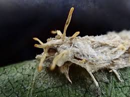 Attēlu rezultāti vaicājumam “Torrubiella arachnophila”