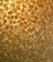 Attēlu rezultāti vaicājumam “Lycogala miserum macro”