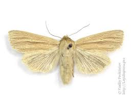 Attēlu rezultāti vaicājumam “Mythimna sp.”