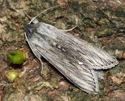 Attēlu rezultāti vaicājumam “Cucullia lucifuga”