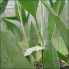 Attēlu rezultāti vaicājumam “Lepidium latifolium leaf”