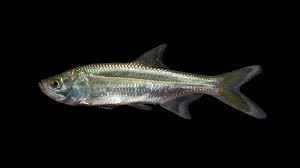 Image result for Megalops atlanticus