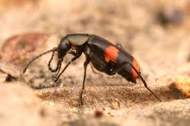 Attēlu rezultāti vaicājumam “Anthocomus fasciatus”