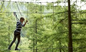 Image result for Go Ape! Whinlatter
