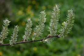 Attēlu rezultāti vaicājumam “Salix cinerea female flower”