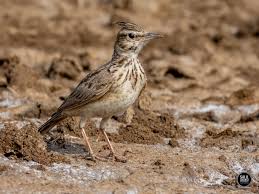 Attēlu rezultāti vaicājumam “Galerida cristata adult”