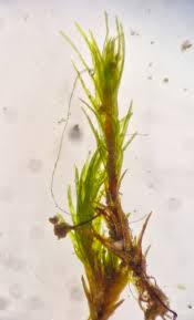 Attēlu rezultāti vaicājumam “Lophozia excisa”